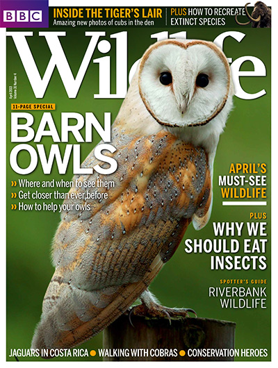 英国《BBC Wildlife》野生动物杂志PDF电子版【2013年合集13期】