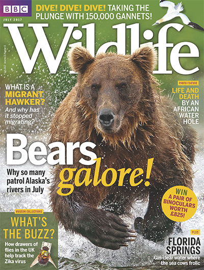 英国《BBC Wildlife》野生动物杂志PDF电子版【2017年合集13期】