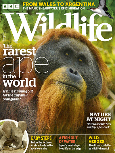 英国《BBC Wildlife》野生动物杂志PDF电子版【2019年合集12期】
