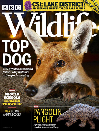 英国《BBC Wildlife》野生动物杂志PDF电子版【2020年合集13期】