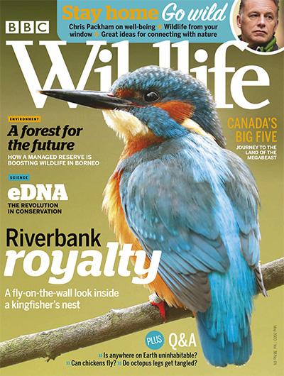 英国《BBC Wildlife》野生动物杂志PDF电子版【2020年合集13期】