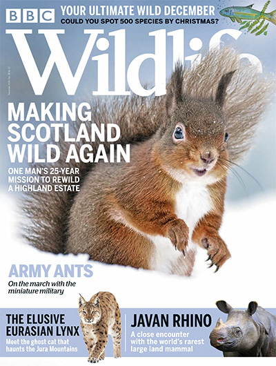 英国《BBC Wildlife》野生动物杂志PDF电子版【2020年合集13期】