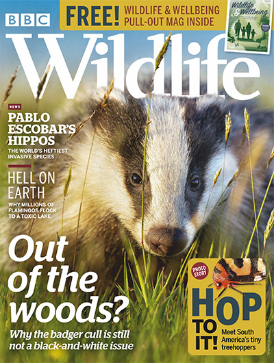 英国《BBC Wildlife》野生动物杂志PDF电子版【2020年合集13期】