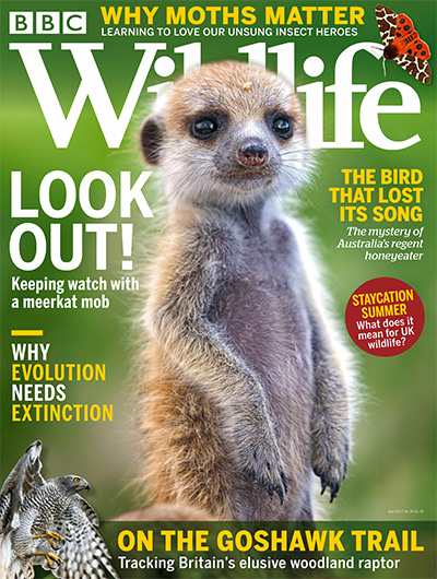 英国《BBC Wildlife》野生动物杂志PDF电子版【2021年合集13期】