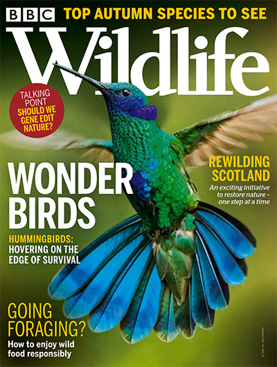 英国《BBC Wildlife》野生动物杂志PDF电子版【2021年合集13期】
