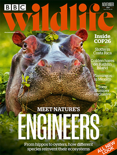 英国《BBC Wildlife》野生动物杂志PDF电子版【2021年合集13期】