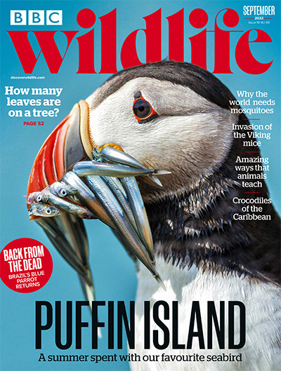 英国《BBC Wildlife》野生动物杂志PDF电子版【2022年合集13期】