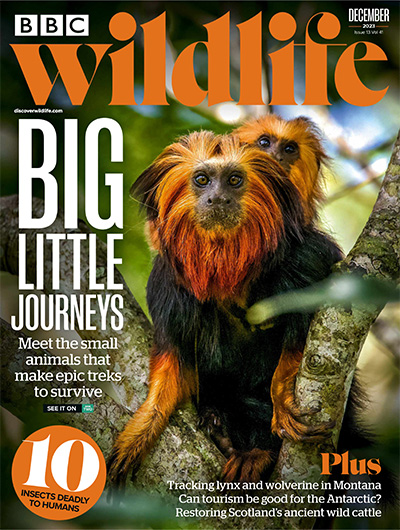 英国《BBC Wildlife》野生动物杂志PDF电子版【2023年合集13期】
