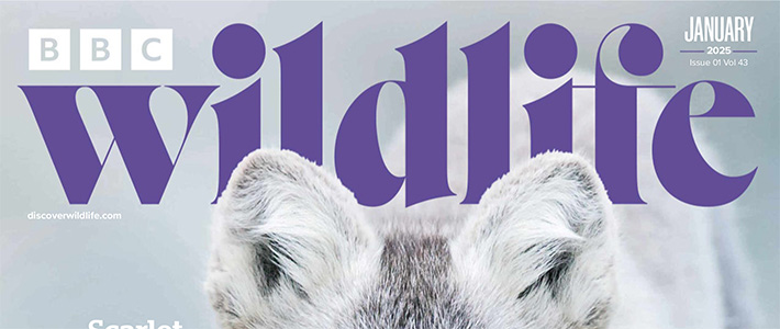 英国《BBC Wildlife》野生动物杂志PDF电子版【2025年·全年订阅】
